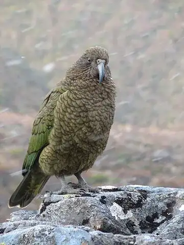 Nestor notabilis