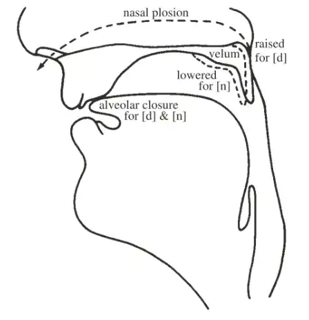 Nasal release