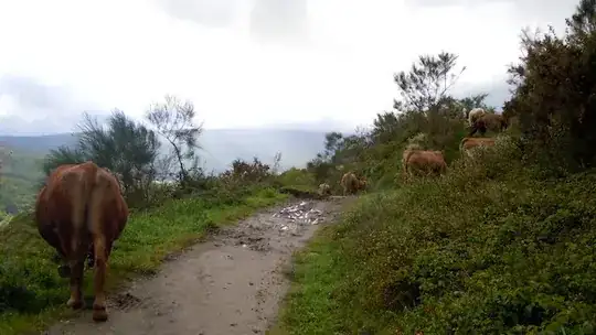 A literal cattle track in Spain
