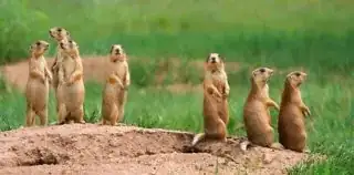 group of prairie dogs