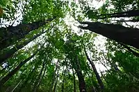 Bilar man-made forest