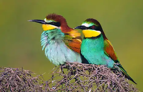 A pair of Turkish bee-eaters