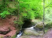 Forest near the village
