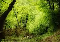 Forest near the village