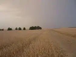 Grain field, Kaybitsky District