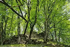 Remains of the fortress walls