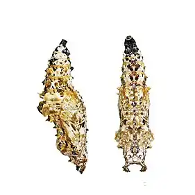 Cethosia biblis тропическая куколка