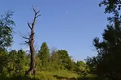 Forest in Vyatskopolyansky District