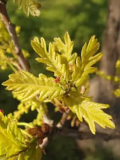 New leaves and reddish pistillate ('female') flowers of Quercus robur