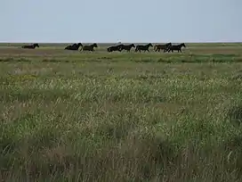 The Pontic–Caspian steppe in Henichesk, Ukraine.