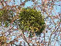 Viscum album in Ukraine, spring