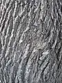 Bark of U. minor, Bulgaria