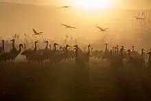 Common cranes in the Hula Valley in Israel