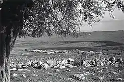 Qadas 1939
