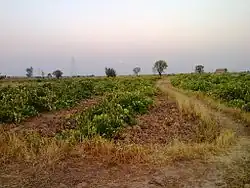 Vineyard in Kadkhodazamin