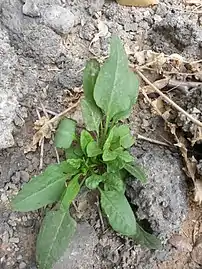 Sorrel plant in Ab&nbsp;Pakhsh