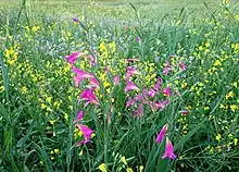 Wild Gladiolus Palustris, Behbahan