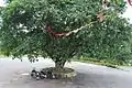 The Sacred Banyan Tree