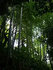 Phyllostachys pubescens in Batumi Botanical Garden