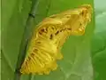 Chrysalis