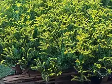 Sedum lineare