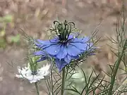 The flowers can be blue or white