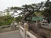 The Lying Dragon Pine Tree (卧龙松).
