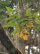 Epiphytic fern on the branch of Cephalotaxus wilsoniana