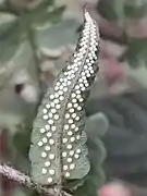 Sporangia on a leaflet