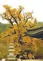 The large gingko tree, a designated natural monument