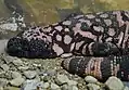 Gila monster
