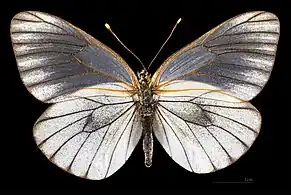 Aporia crataegi augusta ♀