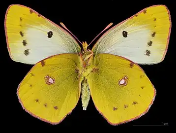 Colias alfacariensis  ♀ △