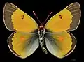 Colias chrysotheme, male