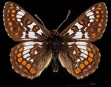 Euphydryas cynthia alpicola-  Male
