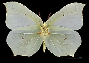 Gonepteryx rhamni ♀ △