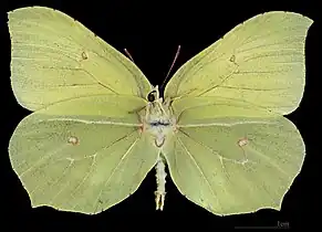 Gonepteryx rhamni ♂  △