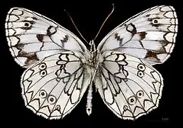 Melanargia russiae japygia ♂  △