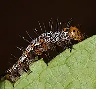 Closeup of the caterpillar. It has tiny white hairs hairs all throughout its body. Tiny black legs, and an orange head with black dots.