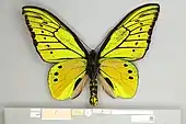 Ornithoptera chimaera flavidior, Holotype male ventral view