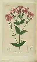 Plate 57, Bigelow's American Medical Botany (1818-1820)