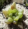 Haworthia turgida is a compact, clumping, retuse haworthia, with swollen, "turgid", light-green leaves