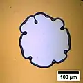Rim instability in the case of a thicker (200&nbsp;nm) polystyrene film.