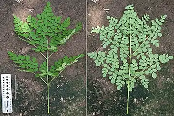 Upper and lower side of the tripinnate leaf of Moringa oleifera