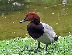 Male common pochard, London, UK