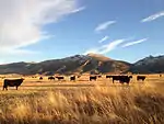 Cattle near Lamoille Canyon Road
