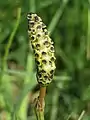 marsh horsetail
