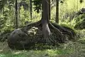 A boulder and spruce in the National Park