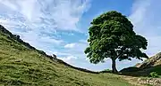 Trekking along Hadrian's Wall at Sycamore Gap Tree (Acer pseudoplatanus)
