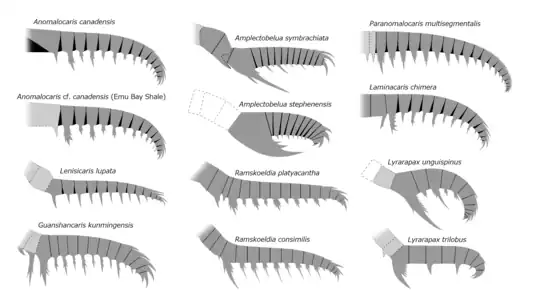 Frontal appendages of Anomalocarididae, Amplectobeluidae, and possibly related species